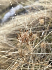 Trifolium willdenovii