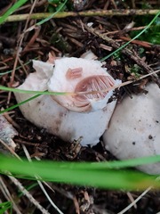 Agaricus sylvaticus