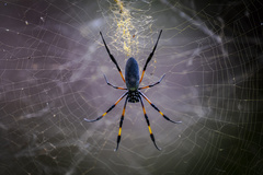 Trichonephila inaurata