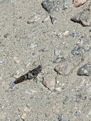 Trimerotropis verruculata