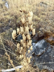 Toxicoscordion venenosum