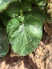 Barbarea vulgaris