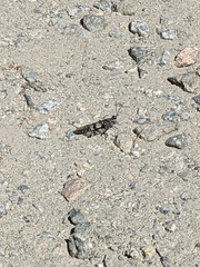 Trimerotropis verruculata