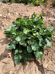 Barbarea vulgaris