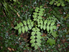 Fraxinus excelsior