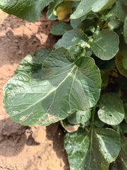 Barbarea vulgaris