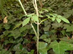Fraxinus excelsior
