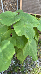 Paulownia tomentosa
