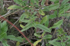 Echium rosulatum