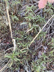 Diplacus aurantiacus