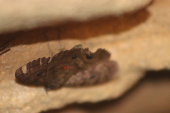 Speiredonia spectans