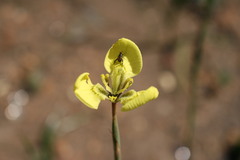 Moraea bellendenii