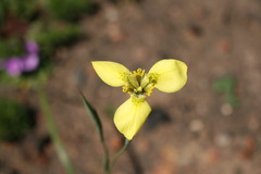 Moraea bellendenii