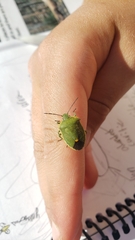 Chlorochroa
