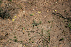 Moraea bellendenii