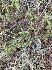 Diplacus aurantiacus