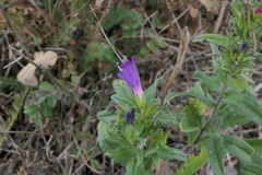Echium rosulatum