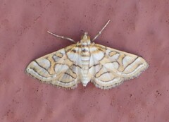 Pseudopyrausta santatalis