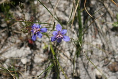 Moraea lugubris