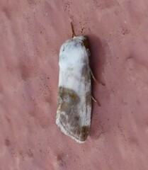 Acontiinae