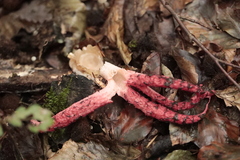 Clathrus archeri