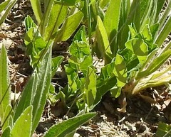 Aristolochia paucinervis