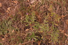 Echium rosulatum