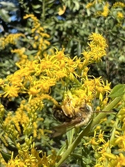 Melissodes dentiventris