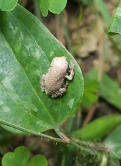 Hyla versicolor