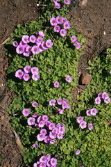 Oxalis zeekoevleyensis
