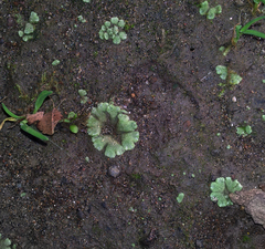 Riccia crystallina