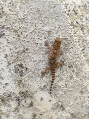 Hemidactylus turcicus