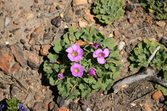 Oxalis zeekoevleyensis