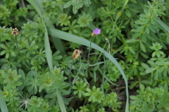 Petrorhagia nanteuilii