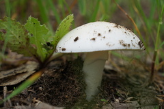 Amanita verna