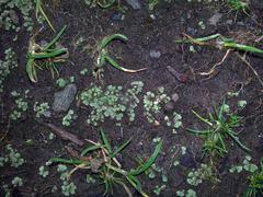 Riccia crystallina