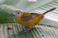 Ramphocelus passerinii