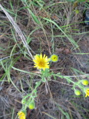 Bradburia pilosa