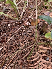Collybia