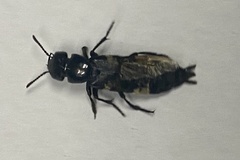 Creophilus maxillosus