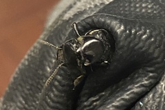 Creophilus maxillosus
