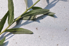 Eucephalus ledophyllus