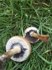 Lacrymaria lacrymabunda