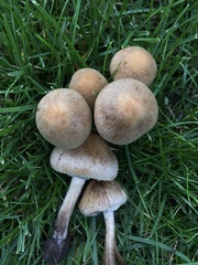 Lacrymaria lacrymabunda