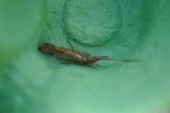 Limnephilus lunatus
