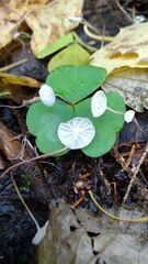 Marasmius epiphyllus