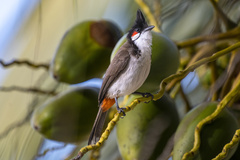Pycnonotus jocosus