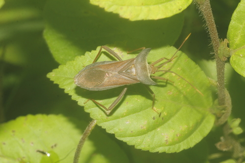 Piezogaster achilles