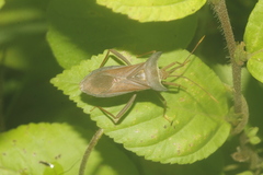 Piezogaster achilles