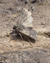 Xestia xanthographa